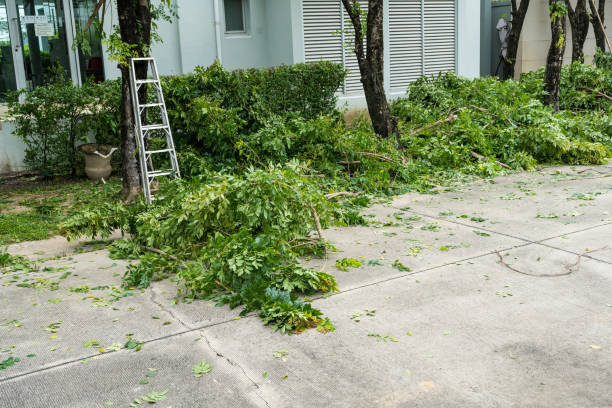 How Our Tree Care Process Works  in  Wendover, UT